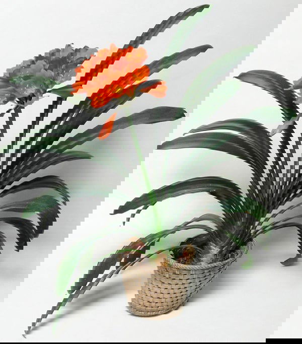 Clivia-miniata kaffir lily