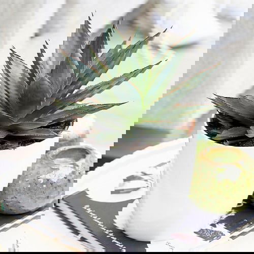 Best Blue Succulents