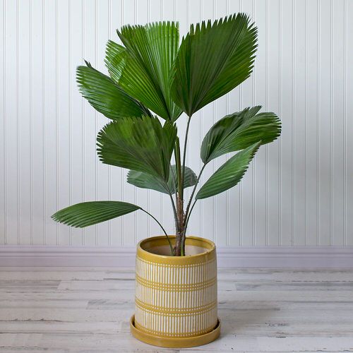 Types of Palm Plants 7