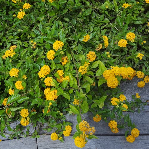 Types of Lantanas 9