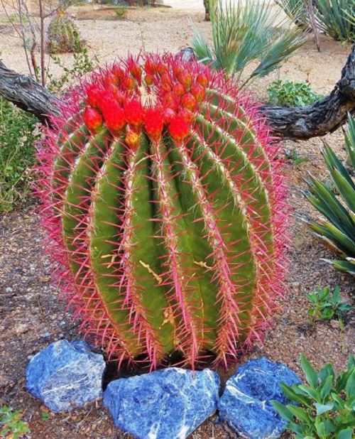 Best Flowering Cactus Plants 11