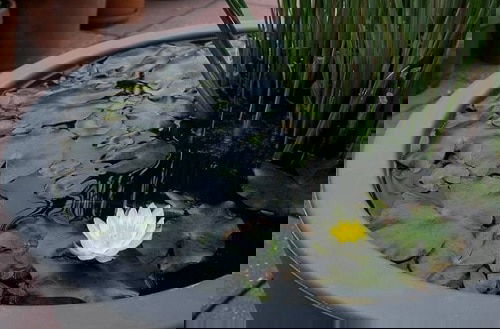 Miniature Water Lily Varieties