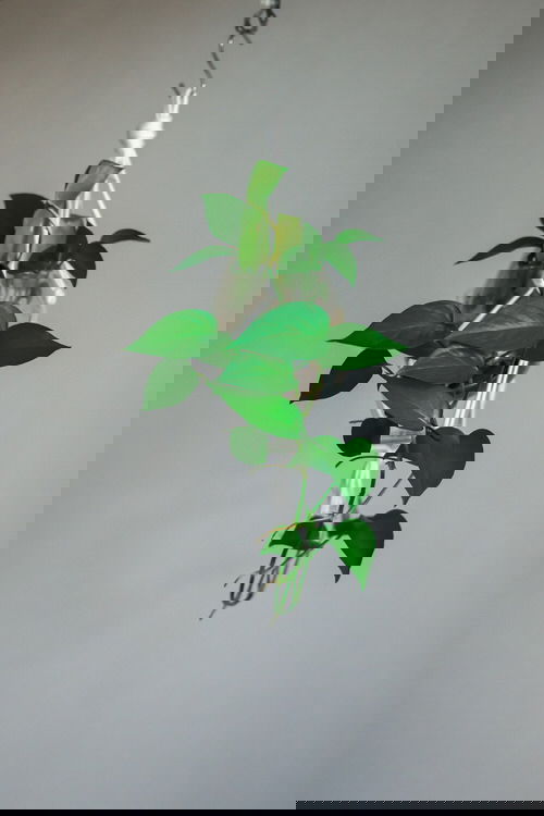 Plants to Grow in Macramé Plant Hangers 3