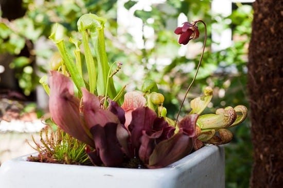 Carnivorous Plants Display for Balcony Garden