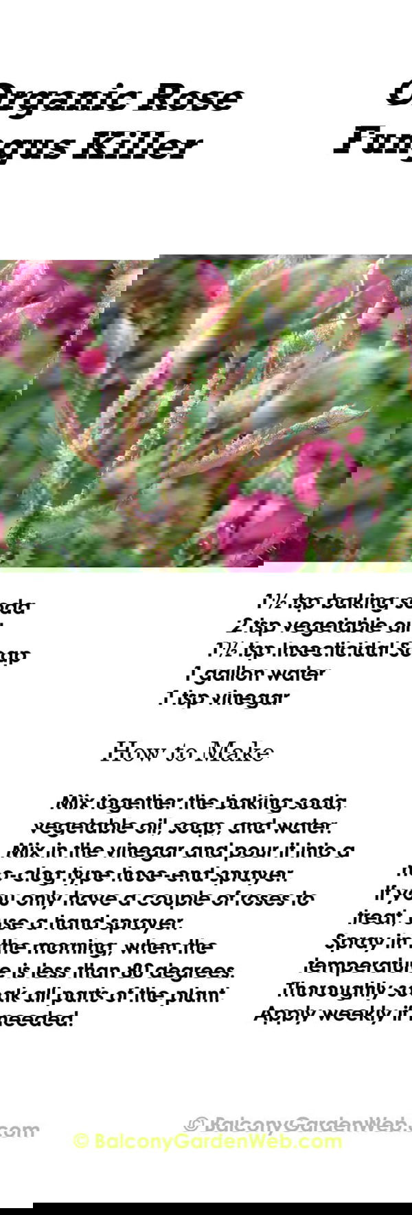 rose fungus killer_mini