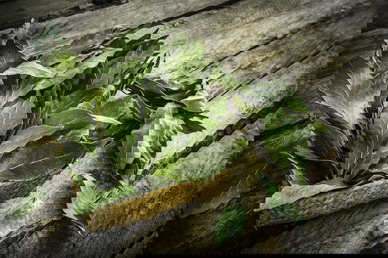 List of Cooking Herbs that are easy to grow and use