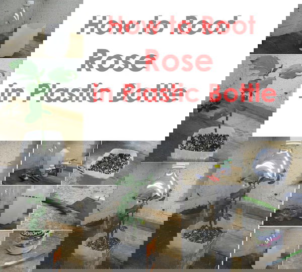 How-to-Root-Roses-From-Cuttings