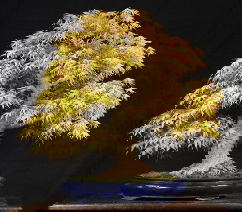 How to Grow a Japanese Maple Tree in a Pot 13