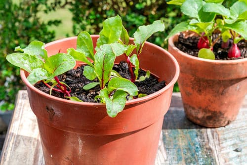 Green Leafy Vegetables 13