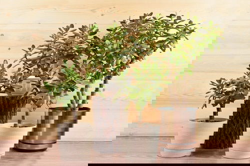 Lucky Plants and Flowers 9