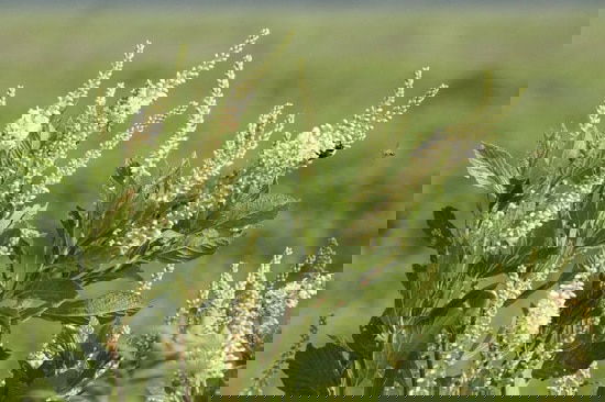 Bushes with White Flowers 26