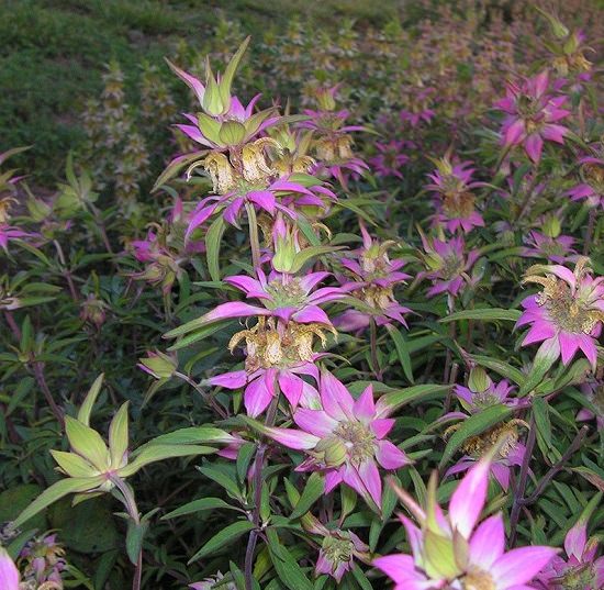 Purple Plants in Texas 8