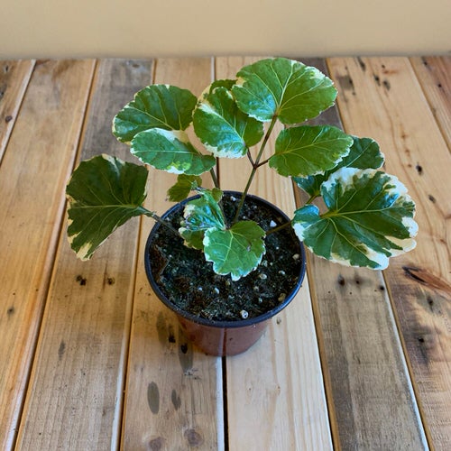 Pictures of Aralia Houseplants 40