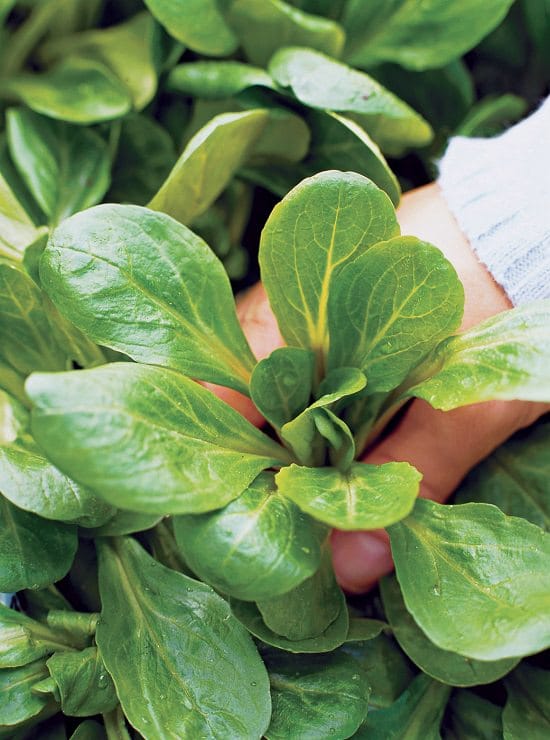 Green Leafy Vegetables 12