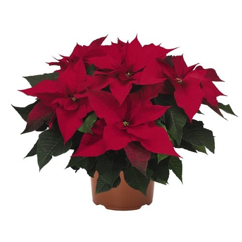 Types of Poinsettias 11