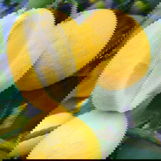 Different Types of Lemons with Pictures 14