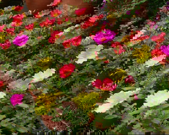 Best Flowers to Plant in Florida 5