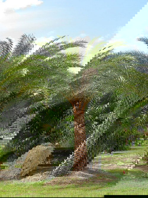 Types of Palm Plants 13