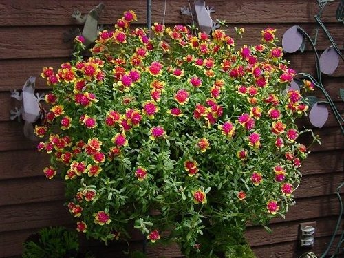 Best Hanging Basket Flowers 2