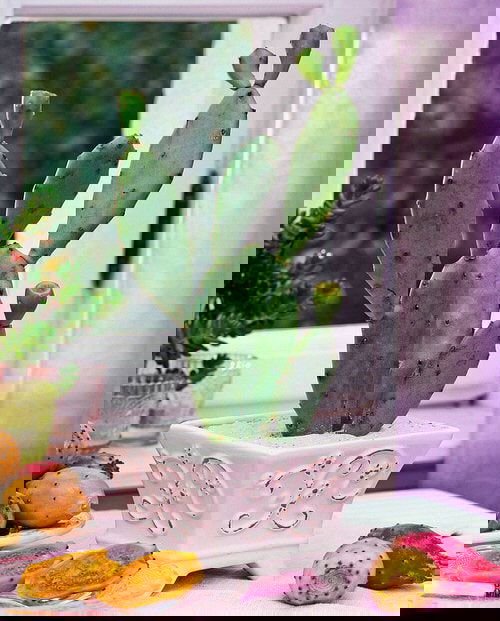 Different Types of Cactus Plants 3