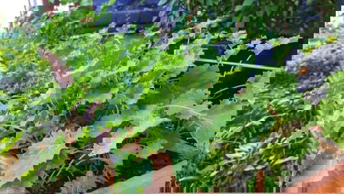 Edible Balcony Gardens 8