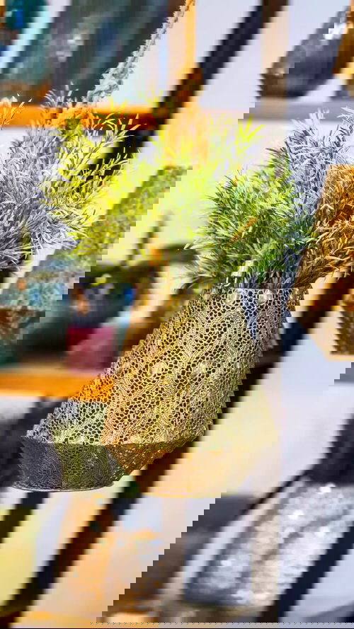 Pictures of Indoor Plants in Metallic Planters 3