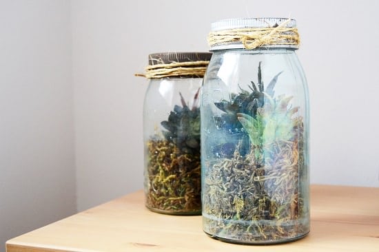  DIY Vintage Terrarium Ideas