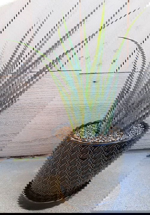 Best Blue Succulents 4