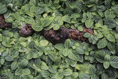 How Your Favorite Houseplants Look Like in the Wild 6