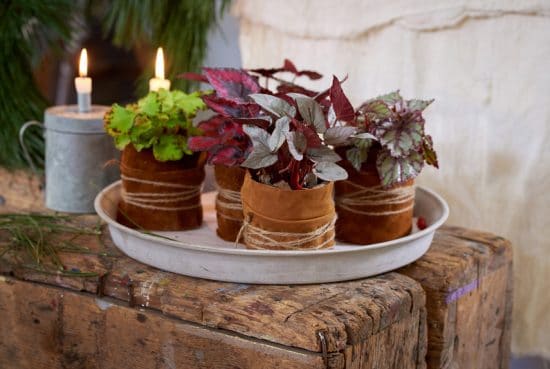 Christmas Decor Ideas with Plants 3