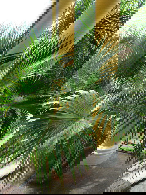 Types of Palm Plants 3