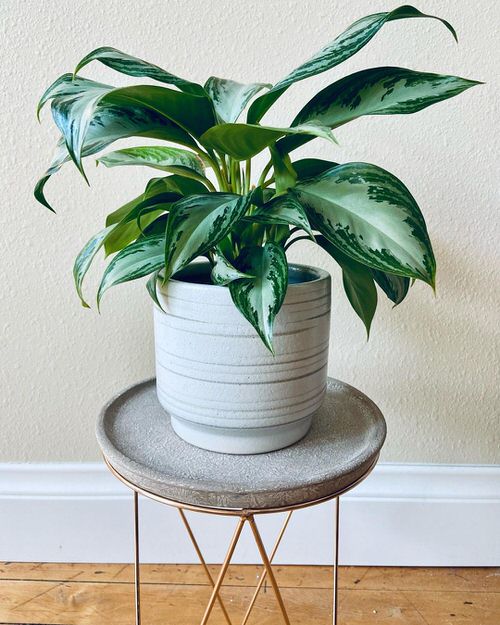 Best Foliage Plants for Containers 8