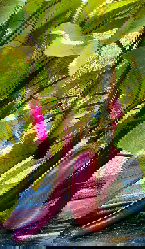 Types of Eggplants 3