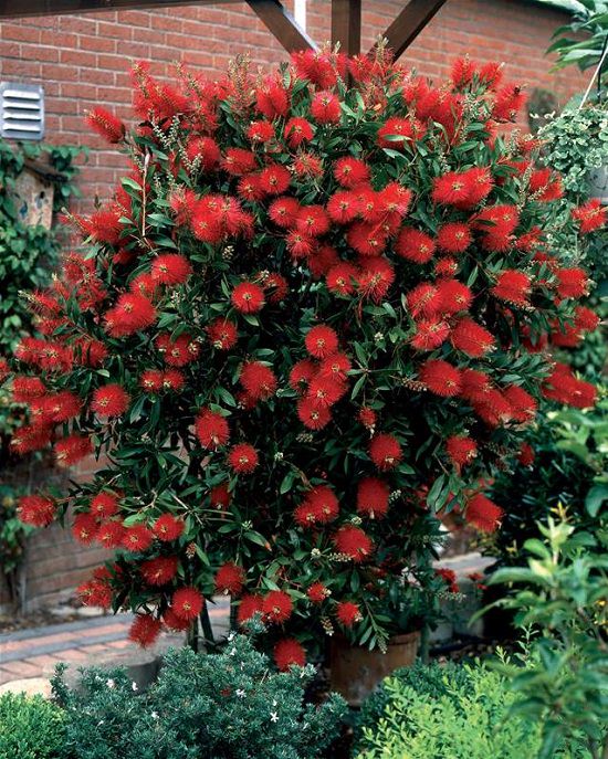 Red Plants in Florida 4