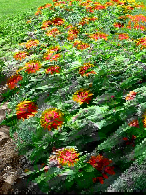 Best Types of Zinnia Varieties 13