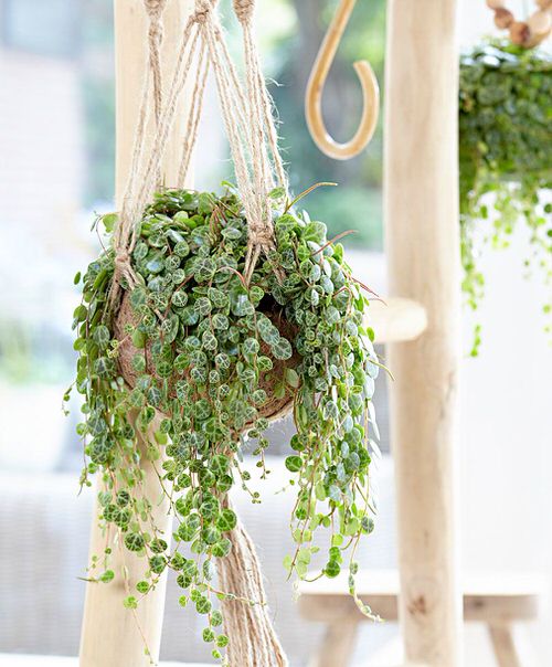 Best Cascading Succulents 5