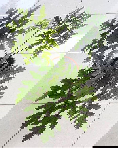 Pictures of Aralia Houseplants 7