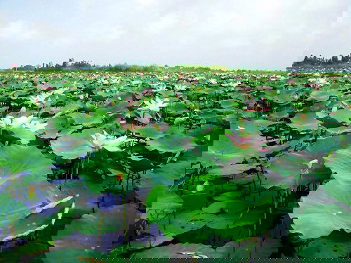 Big Leaf Outdoor Plants 16