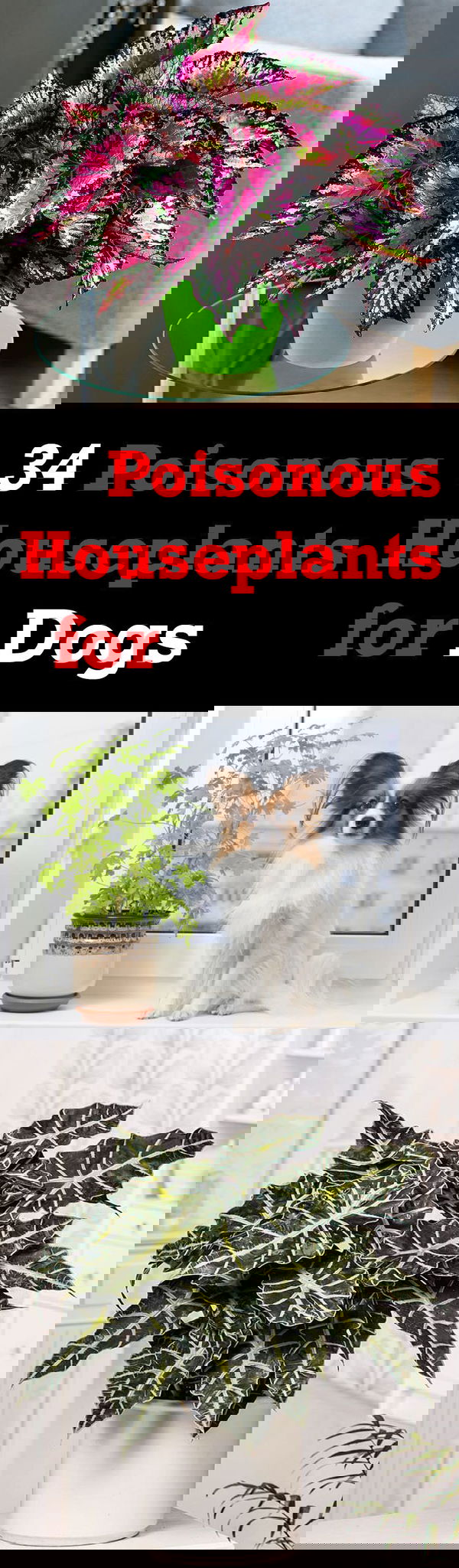 There are poisonous houseplants for dogs and cats. Some are mildly poisonous and some are fatal. It is better to know about them if you own a pet!