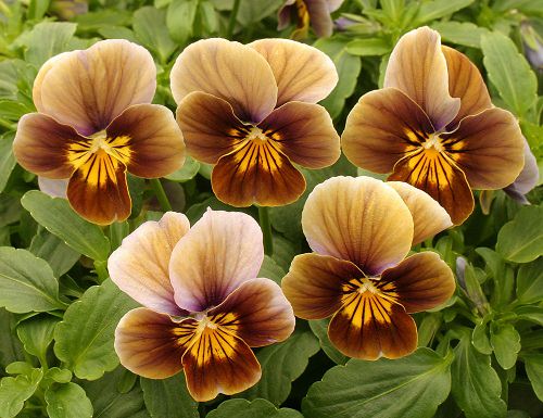 Types of Brown Flower Names