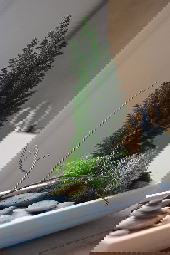 Indoor Rock Garden Ideas