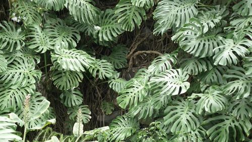 How Your Favorite Houseplants Look Like in the Wild 4