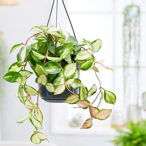 Most Attractive Houseplants for Decorative Purpose