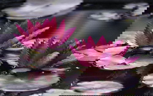 Miniature Water Lily Varieties 3