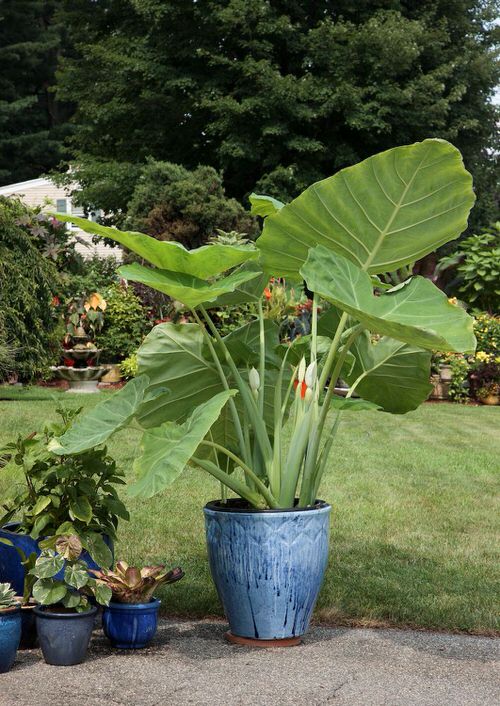 Best Architectural Plants to Grow in Containers 2