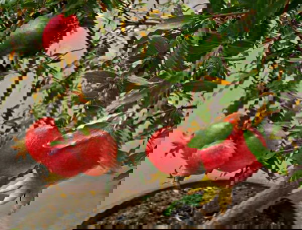 growing pomegranates in containers