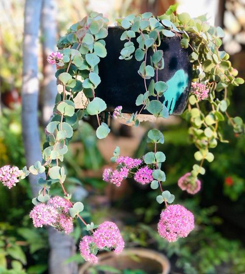 Best Blue Succulents 2