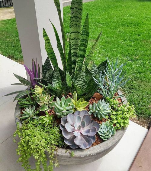 Outdoor Succulent Decoration Pictures