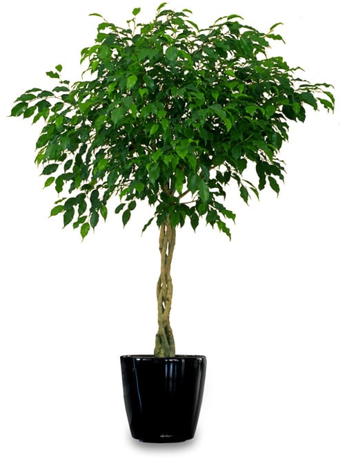 Ficus benjamina