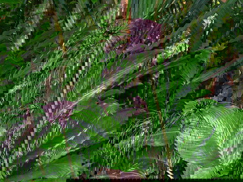 How Your Favorite Houseplants Look Like in the Wild 8